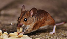 24 Hour & Emergency Exterminators in Frye Island, ME
